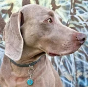 Custom Blue Round Dog ID Tag - Image 3