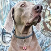 Custom Pink Round Dog ID Tag - Image 3