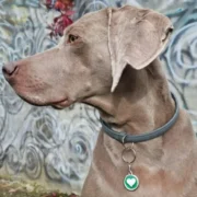 Custom Green Heart Print Pet ID Tag - Image 3