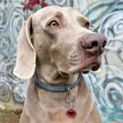 Custom Red Heart Print Pet ID Tag - Image 3