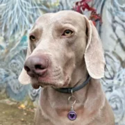 Custom Purple Heart Print Pet ID Tag - Image 3