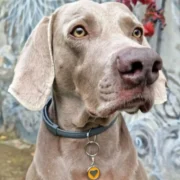 Custom Orange Heart Print Pet ID Tag - Image 3