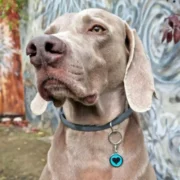 Custom Blue Heart Print Pet ID Tag - Image 3