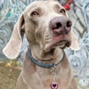 Custom Pink Heart Print Pet ID Tag - Image 3