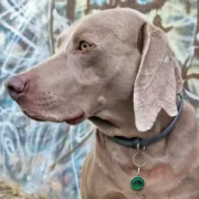 Custom Green Round Cat ID Tag - Image 3