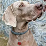 Custom Red Paw Print Pet ID Tag - Image 3