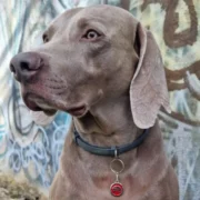 Custom Red Round Cat ID Tag - Image 3