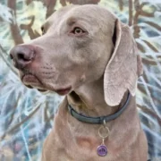 Custom Purple Round Cat ID Tag - Image 3