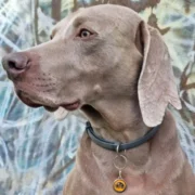 Custom Orange Round Cat ID Tag - Image 3