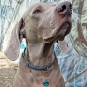 Custom Blue Round Cat ID Tag - Image 3