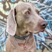 Custom Pink Round Cat ID Tag - Image 3