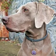 Custom Purple Paw Print Pet ID Tag - Image 3