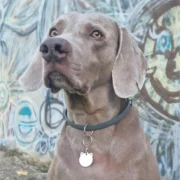 Custom Cat Head ID Tag - Image 3