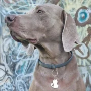 Custom Silver Cat Shape ID Tag - Image 3