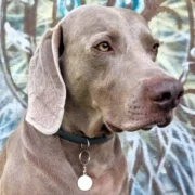 Custom Round Pet ID Tag (S) - Image 3