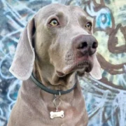 Custom Silver Bone Pet ID Tag (M) - Image 3