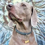 Custom Gold-Tone Bone Pet ID Tag (M) - Image 3