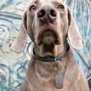 Custom Rectangular Dog ID Tag (S) - Image 3