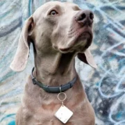 Custom Silver Square Pet ID Tag - Image 3