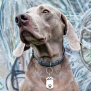 Custom Paw Print Dog ID Tag (L) - Image 3