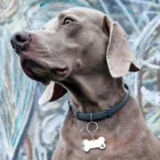 Custom Silver Bone Pet ID Tag (L) - Image 3