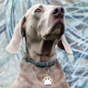 Custom Paw Print Cut-Out Pet ID Tag (L) - Image 3