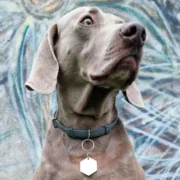 Custom Hexagon Pet ID Tag - Image 3