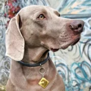 Custom Gold-Tone Square Pet ID Tag (M) - Image 3