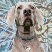 Custom Heart Paw Print Cut-Out ID Tag - Image 3