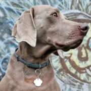 Custom Paw Print Pet ID Tag (M) - Image 3