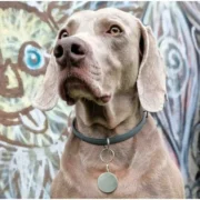 Custom Round Pet ID Tag (L) - Image 3