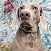 Custom Vintage Style Dog ID Tag - Image 2