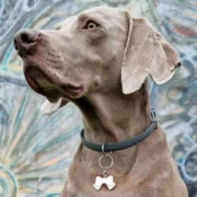 Custom Bow Tie Pet ID Tag - Image 4