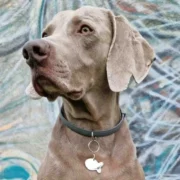 Custom Fish Pet ID Tag - Image 3