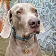 Medaglietta per animali con impronta arancione - immagine 9