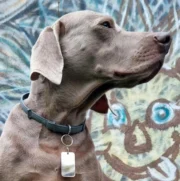 Medaglietta identificativa per cani (XL) - immagine 8