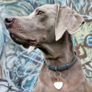 Custom Heart Pet ID Tag - Image 3