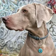 Custom Blue Paw Print Pet ID Tag - Image 3