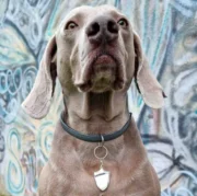 Medaglietta identificativa a scudo - immagine 8