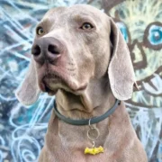 Custom Bat Gold-Tone Pet ID Tag - Image 4