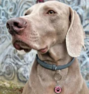 Etiqueta de identificação para animais com pata rosa - Image 9