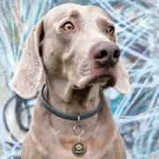 Custom Vintage Style Pet ID Tag - Image 2