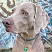 Custom Green Round Dog ID Tag - Image 3