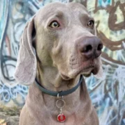 Custom Red Round Dog ID Tag - Image 3