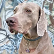 Custom Purple Round Dog ID Tag - Image 3