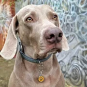 Гравиран оранжев медальон за кучета и котки с лапичка - Image 4